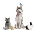 Your pets